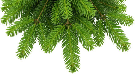 Isolated evergreen fir branches adorn holiday decoration for seasonal celebration