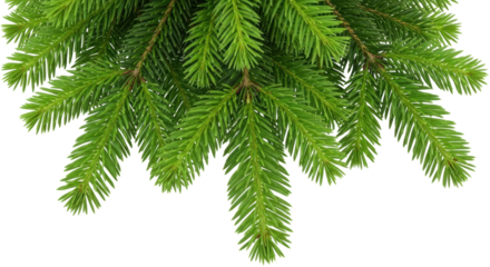 Isolated evergreen fir branches adorn holiday decoration for seasonal celebration