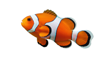 Isolated clownfish or ocellaris clown anemonefish in a studio shot with no background.
