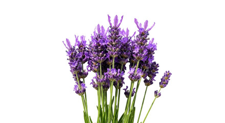 Naklejka premium Isolated bouquet of blooming lavender flowers in natural light for beauty concepts