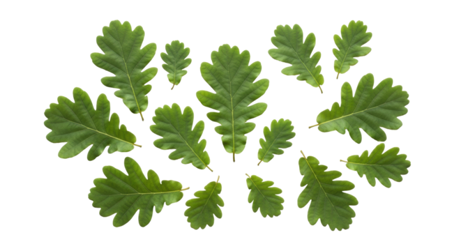 Isolated Oak Leaves, Cluster of Fresh Green Foliage, Summer Harvest in Natural Light - Powered by Adobe