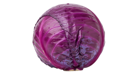 Isolated vibrant red cabbage bulb a natural and healthy vegetarian ingredient for cooking