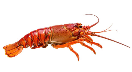 Isolated spiny lobster, crustacean species from the genus Panulirus found in warm waters