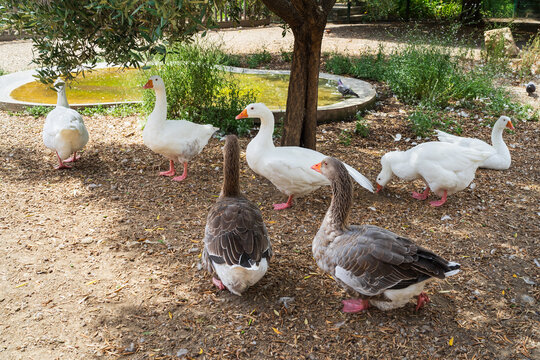 A mixed flock of white and grey domestic geese rest and forage on the ground in a sunny park by a small pond.