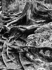 Weathered Tree Stump And Its Roots