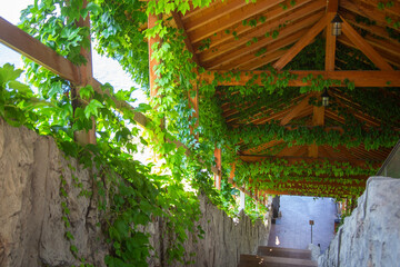 A staircase under the roof, overgrown with ivy. Scenic staircase passage in a park or hotel