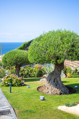 Olive bonsai trees with a round crown in the park with the sea in the background, green lawn around. Well-groomed luxurious area for walking, rich recreation