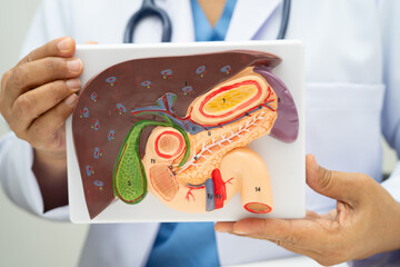 Liver with gallbladder, pancreas spleen and duodenum, Asian doctor holding human anatomy model for study diagnosis and treatment in hospital.