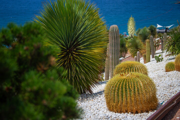 Garden of cacti and succulents with the sea in the background. Landscape design with the use of cacti and conifers