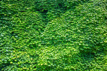 A background of green ivy leaves curling over the wall. Natural texture of an ivy wall