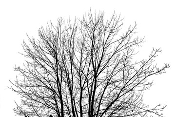 Dead of tree. It is leaf of tree already fallen. Silhouette concept. The top of big crown.