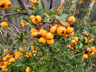 Yellow Bourbon arabica coffee berries with agriculturist hands Robusta and arabica coffee berries with agriculturist hands, Cau Dat, Da Lat, Vietnam