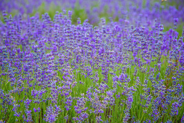 View of lavender flowers in a lavender field. Lavender flower background, lavender texture