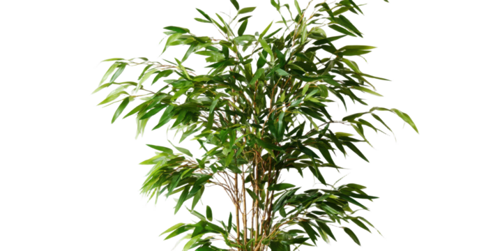 Bamboo plant with green leaves isolated on transparent background
