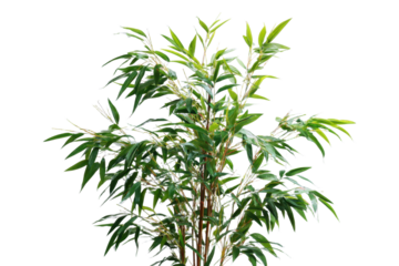 Green Bamboo Stalks and Leaves Isolated on Transparent Background for Design