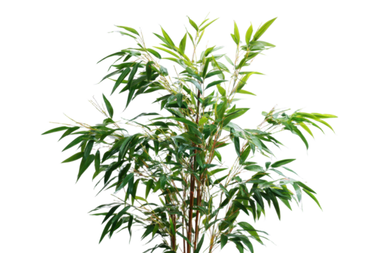 Green Bamboo Stalks and Leaves Isolated on Transparent Background for Design