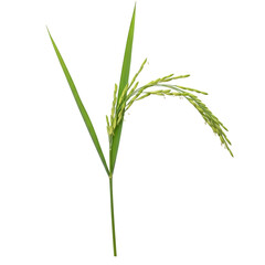 Naklejka premium Fresh green rice stalk ready for harvest