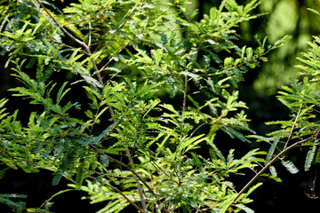 Close-up of the delicate, fern-like foliage of a young Amla plant, showcasing the fresh green color and natural light contrast.