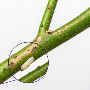 Close-up of a larva of a wood-boring insect on a green tree branch with visible damage. The larva
