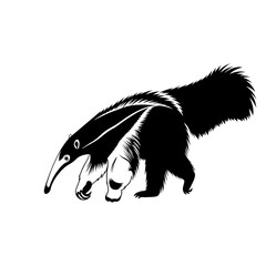 Unique Anteater Illustration For Educational