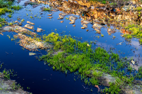 Toxic water with visible garbage and debris shows the impact of pollution, affecting local ecology and plant life by a water source