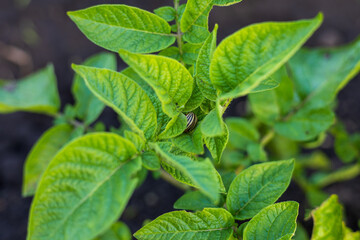 Healthy potato plants thrive in a vibrant field, showcasing their rich green leaves and healthy growth in fertile soil