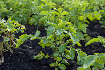 Healthy green potato plants grow in rich, dark soil on a farm, showcasing the agricultural process in a vibrant field