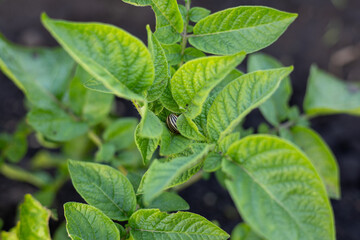 Healthy potato plants are flourishing in rich soil, reflecting successful cultivation in a vibrant agricultural field
