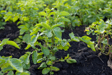 Potato plants thrive in a fertile field with healthy growth, showcasing lush greenery and dark, nourishing soil that supports agriculture