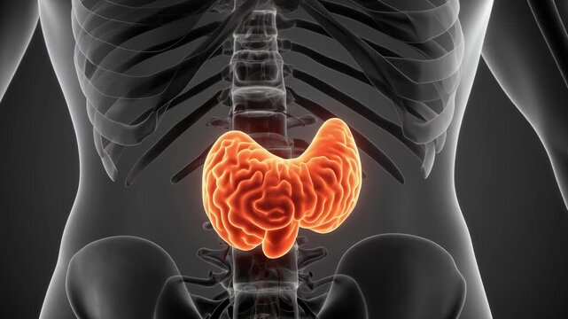 3D Animation of Human Pituitary Gland Anatomy