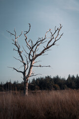 Barren tree stands tall against clear sky at dusk in a peaceful meadow near a forest