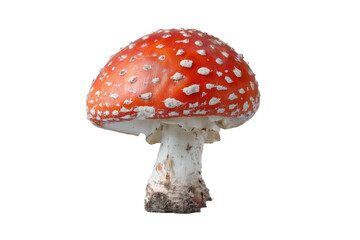 Obraz premium Amanita muscaria on transparent background close up view