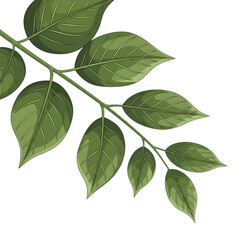 Fototapeta premium Vibrant green leaves on branch natural beauty fresh botanical