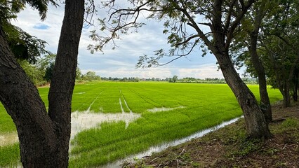 Obraz premium Beautiful of green field landscape in the evening photography.