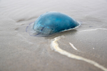 Méduse bleue (Rhizostoma) échouée sur une plage en été. Côte d'Opale, France.