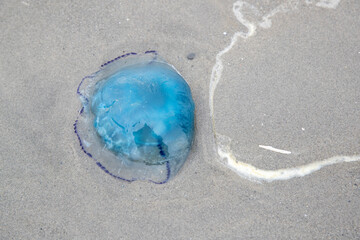 Méduse bleue (Rhizostoma) échouée sur une plage en été. Côte d'Opale, France.