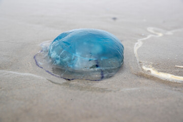 Méduse bleue (Rhizostoma) échouée sur une plage en été. Côte d'Opale, France.