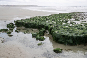 Côte rocheuse et rochers recouverts d'algues vertes et de mousse à marée basse. Cote d'Opale, France.