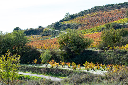 Autumn vineyard in La Rioja region showing vine rows and grape foliage during harvest, with winery fields and vintage tones extending across gentle rural hills under hazy natural daylight
