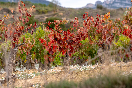Autumn vineyard in La Rioja region with vine rows leading toward distant hills, showing grape foliage during harvest and winery fields with vintage tones across rural land under soft daylight