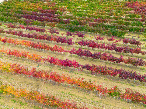 Autumn vineyard in La Rioja region with vine rows and grape foliage during harvest, showing winery fields, vintage tones and rural terrain under soft daylight spreading across the gentle hillside