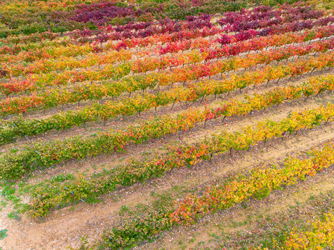 Autumn vineyard in La Rioja region featuring long vine rows and grape foliage during harvest, with winery fields and vintage tones extending across sloped rural terrain under soft daylight