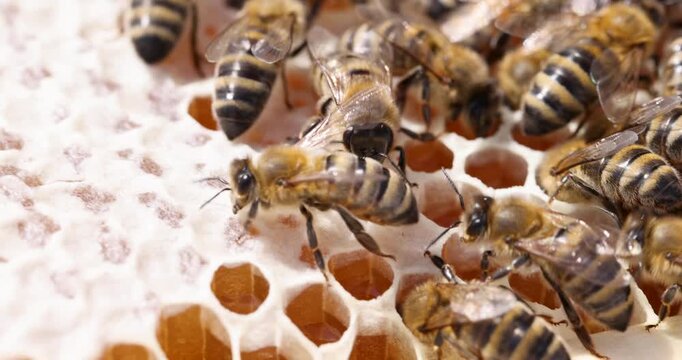 Bees move slowly between hexagonal hive frame cells filled with golden honey. Small bees touch cells with tiny legs as check surface of honey