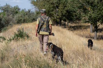 A hunter with a gun and his pet dogs. A spaniel and a german wirehaired pointer drathaar in search of a pheasant.