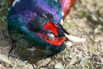 An adult rooster pheasant lies on the grass. Hunting trophy