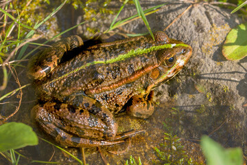 Teichfrosch (Pelophylax „esculentus“) sitzt am Wasserrand