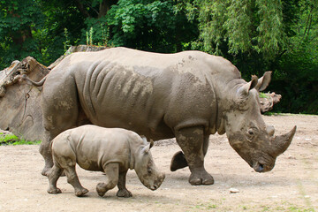 Breitmaulnashorn (Ceratotherium simum) Muttertier mit Jungem 