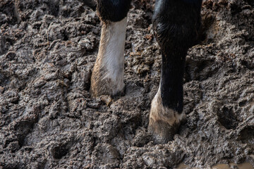 Gros plan sur les deux pattes avant d'une vache enfoncées dans un sol boueux, format paysage