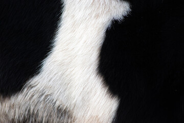 Peau de vache noir et blanche