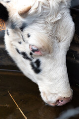 Focus sur la tête d'une jeune vache laitière prim'holstein à cornes,  en train de boire de l'eau dans son abreuvoir